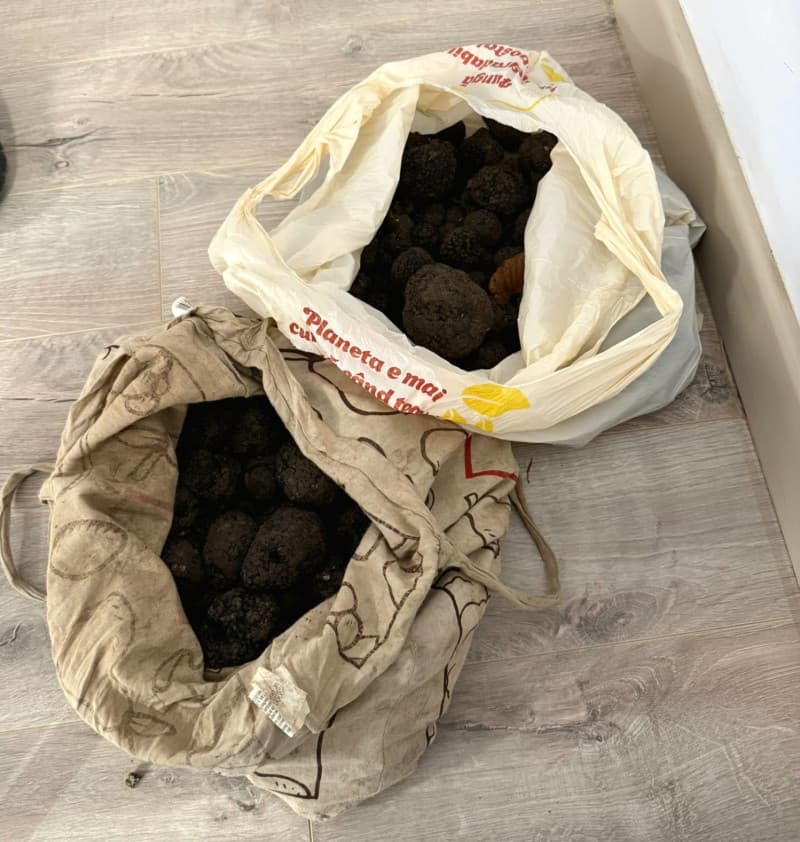 Doi bărbați prinși cu trufe ilegale în valoare de peste 10.000 lei, amendați de jandarmi — Justiție