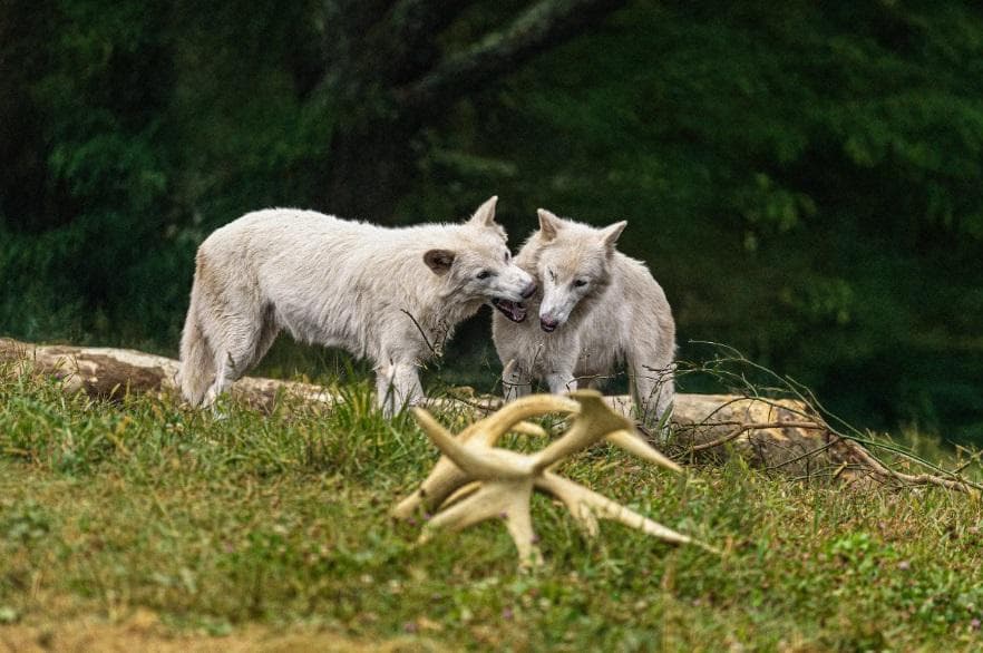 lupii preistorici inviati in laborator au implinit un an cum arata acum romulus si remus fiecare cantareste deja 120 de kilograme 1011555
