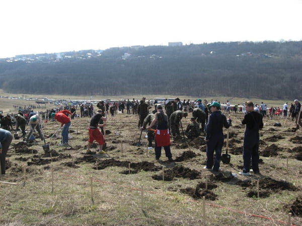 Social-democratii au plantat peste o mie de copaci in zona noului cartier din Slobozia Noua