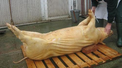 Buzau – Cinci cazuri de trichineloza, diagnosticate la porci sacrificati pentru Craciun